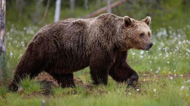 Tremendo e impactante es el video que muestra el momento en que un oso ataca a su domador, en un circo ruso. Foto: Difusión.