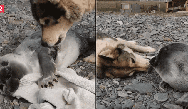 Desliza las imágenes para ver más sobre esta tierna historia entre un perro y una foca. Foto: Facebook / Russia Beyond ES