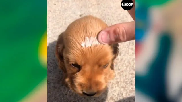 Desliza las imágenes para ver la tierna escena que protagonizó este cachorro al estilo de 'El Rey León'. Foto: Woof Woorf