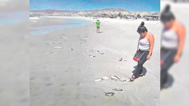 Tumbes: cientos de peces muertos amanecieron en la playa de Zorritos