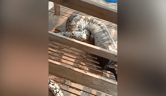 Un video viral de YouTube muestra el preciso instante en que una serpiente pitón regurgita a enorme cabra.