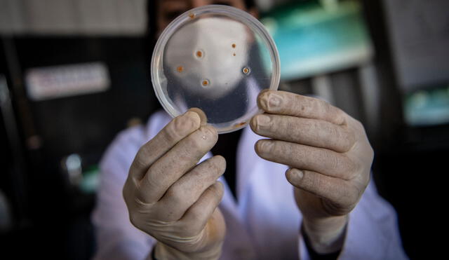 En el Perú están apareciendo bacterias resistentes a todo tipo de antibióticos. Foto: agencias.