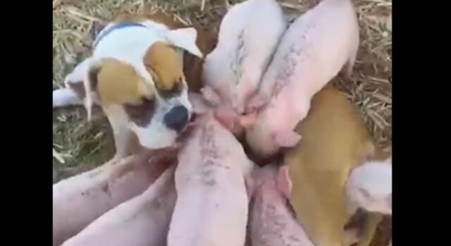 Australia: perrita 'adoptó' a un grupo de cerditos [VIDEO]
