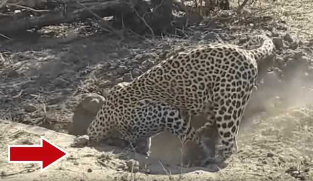 YouTube viral: hambriento leopardo olfatea misterioso hoyo y encuentra enorme animal [VIDEO]  