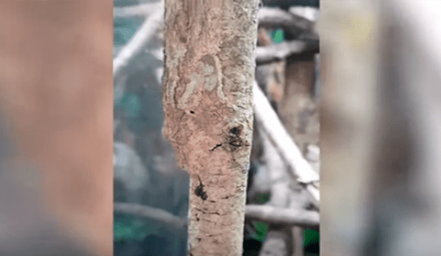 En YouTube, un diminuto reptil se camufló en una delgada rama para pasar desapercibido ante un joven.