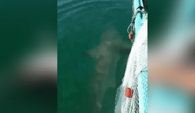 Facebook viral: enfurecido tiburón sale del mar para vengarse de pescador por quitarle su comida [VIDEO] 