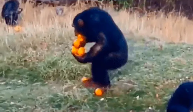 Una mujer captó en un video viral de Facebook el instante en que un chimpancé tuvo un divertido método a la hora de recoger sus naranjas de un solo porrazo.