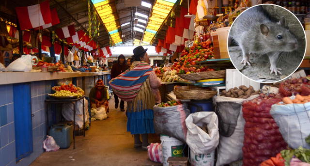 Descubren que concurrido mercado de Puno estaba infestado de ratas