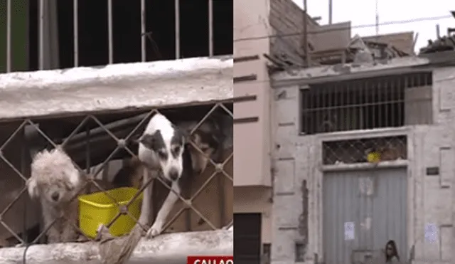 Callao: perritos viven encerrados luego de que su dueño tuvo que ser internado [VIDEO]