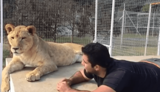 Facebook viral: visitante de zoológico arroja piedra a leona y ella reacciona así [VIDEO]