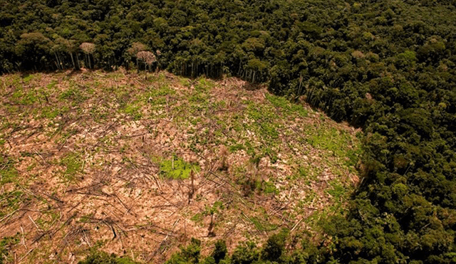 Bosques de la Amazonía deforestados. (Foto: SPDA)