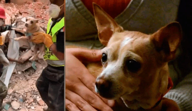 Terremoto en México: hombre murió tras salvar a su mascota [VIDEO]