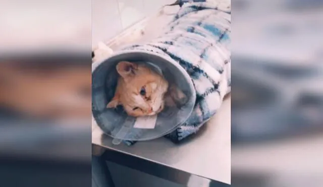 Desliza las imágenes para apreciar el tierno gesto de una familia al adoptar a un gato callejero que visitaba su casa. Foto: Captura de Facebook