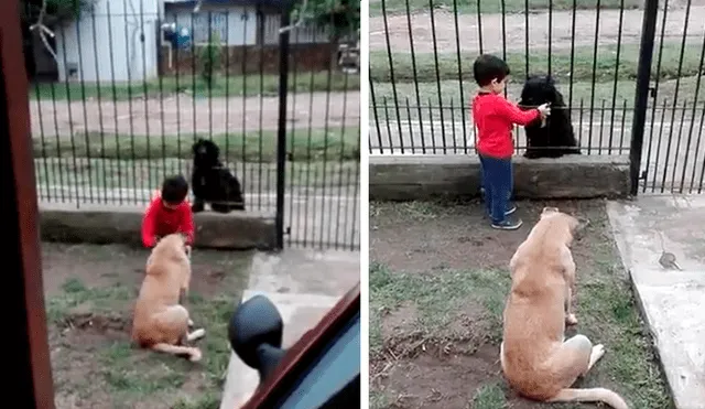 Facebook viral: niño conmueve a usuarios al tener tierno gesto con perro callejero [VIDEO] 