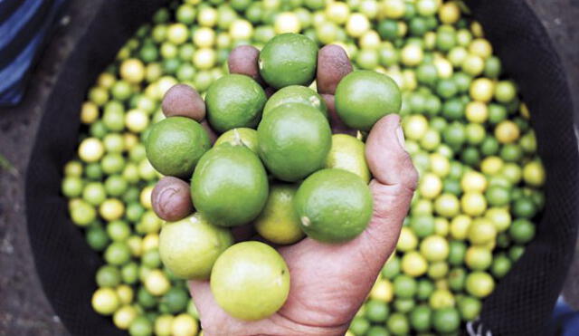 Precio del limón ahora cuesta 150 soles la bolsa en Piura