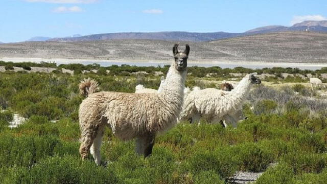Arequipa: más de tres mil camélidos mueren por bajas temperaturas en la región 