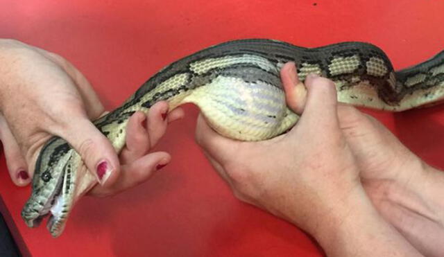 Sorprende en Facebook lo que encontraron dentro de una serpiente pitón |VIDEO