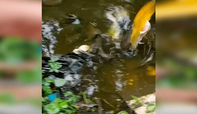 Arroja carnada en pantano, sin imaginar que extraña criatura aparecería [VIDEO] 