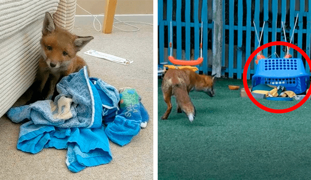 Desliza las imágenes para apreciar al indefenso animal que se escondió en el jardín de una casa al separarse de su madre. Foto: Caters Clips.