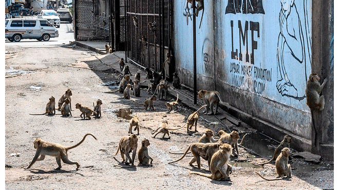 Los monos se quedaron sin la comida de los turistas debido a la pandemia. Foto: AFP.