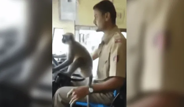 YouTube viral: pasajeros descubren que un mono está conduciendo un bus y reaccionan así [VIDEO]
