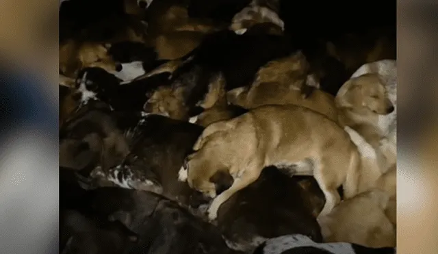 Desliza hacia la izquierda para ver el video viral de YouTube que muestra a los 600 perros junto a su dueño.