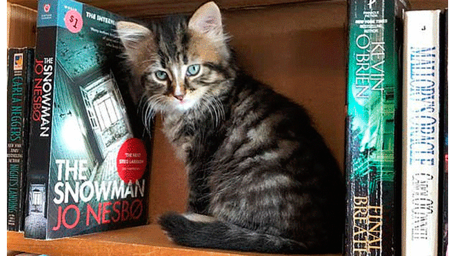 Librería alberga a gatos rescatados y los brinda en adopción [FOTOS]