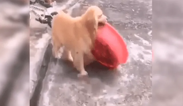 Facebook viral: perro quería bañarse y sorprende con técnica para hacerlo solo [VIDEO]