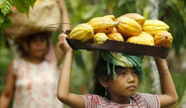 Trabajo infantil en la cadena de cacao