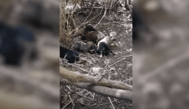 Video es viral en YouTube. Tras formar un vínculo con la mujer que la encontró deambulando y la alimentó, la perra la guio hasta el refugio de sus cachorros en busca de ayuda. Fotocaptura: YouTube