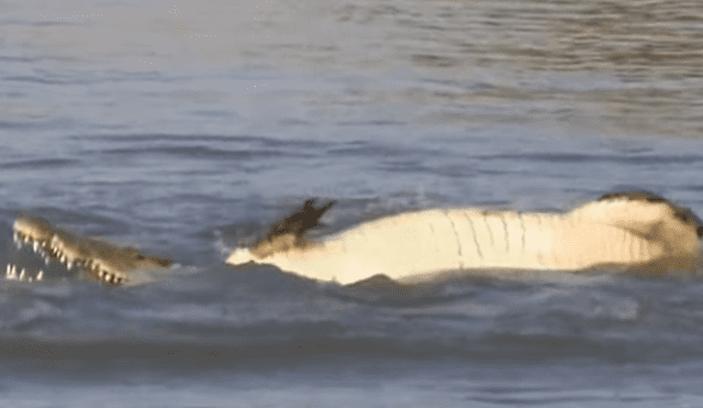 YouTube viral: cocodrilo pierde el hocico tras pelea brutal contra otro depredador en el río.