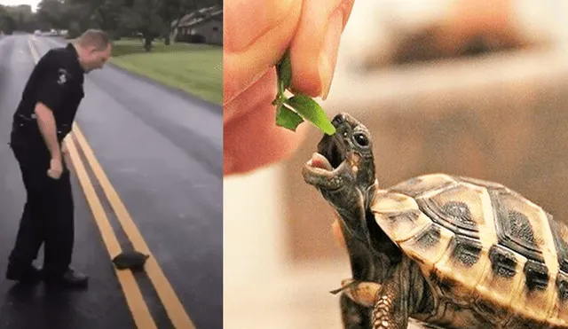 YouTube Viral: Impresionante carrera entre tortuga y policía sorprende a las redes [VIDEO]