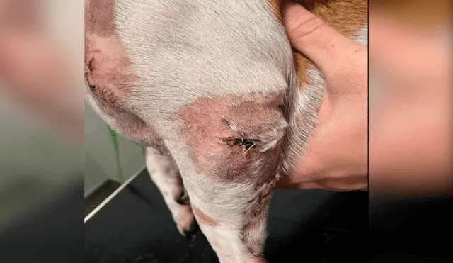 Muerde en la oreja a Rottweiler que atacaba a sus mascotas y pierde un diente [FOTOS]