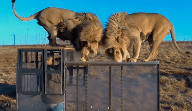 Turista se mete a jaula de feroces leones, sin imaginar que depredadores intentarían devorarlo [VIDEO] 