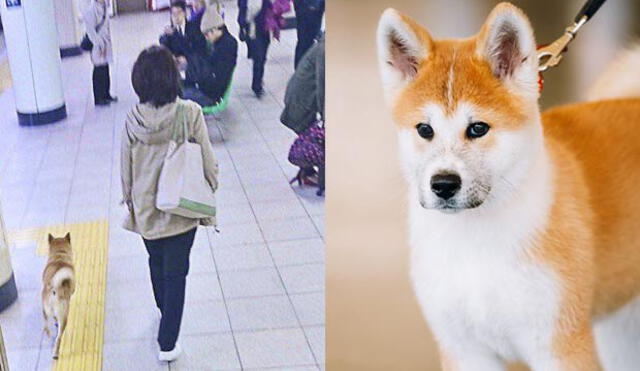 Facebook: perro Akita es ‘arrestado’ por la policía al ingresar al tren sin pagar [FOTOS] 
