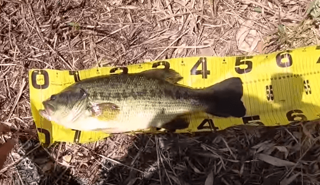 Pescador emerge su mano dentro de un misterioso río de Brasil.