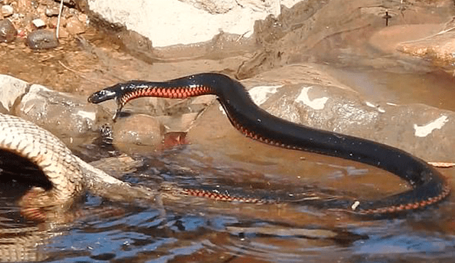 Facebook viral: dos temibles serpientes luchan a muerte y final deja sorprendidos a miles [VIDEO]