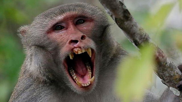 Monos salvajes matan a adolescente que intentó espantarlos de su techo
