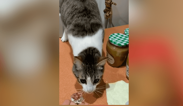 Facebook viral: gata no tolera la comida que le dan sus dueños por insólito motivo [VIDEO]