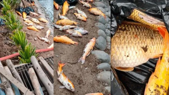 Parque de la Amistad: gerente municipal descarta muerte de todos los peces de laguna