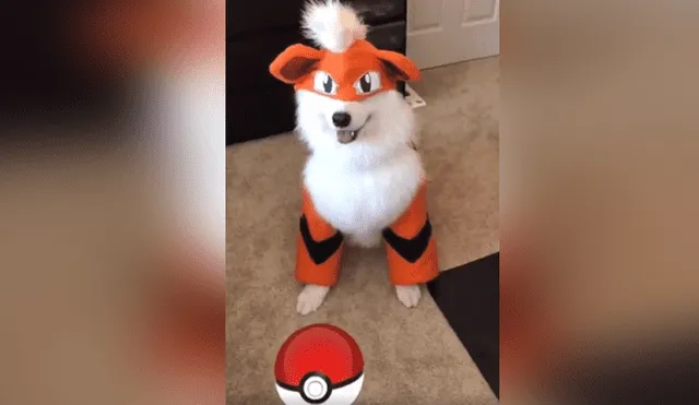 Facebook: fanático de Pokémon GO disfraza a su perro como Growlithe e intenta atraparlo [VIDEO]
