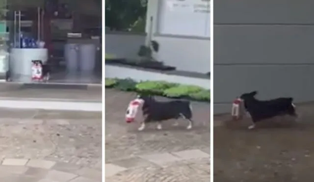   YouTube: ¡Se busca! perro es acusado de robar galletas de una tienda de mascotas [VIDEO]