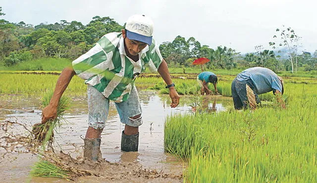 Lambayeque: campaña de arroz inició con 25.000 hectáreas