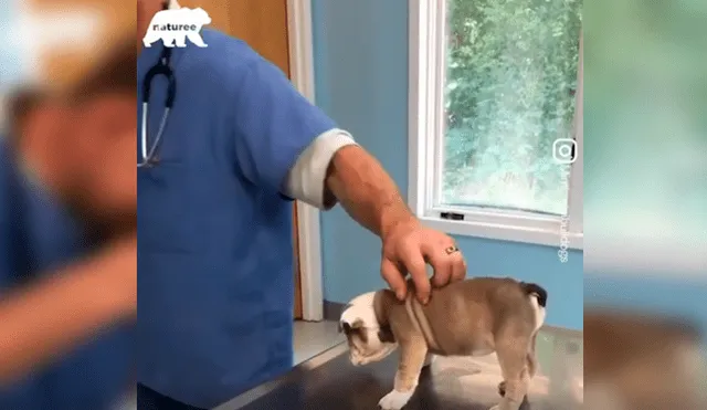En Facebook, un cachorro sorprendió con su curioso comportamiento al ser revisado por el veterinario.