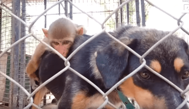 Video es viral en Facebook. Ambos animales han conmovido a miles de internautas por su increíble vínculo de amistad