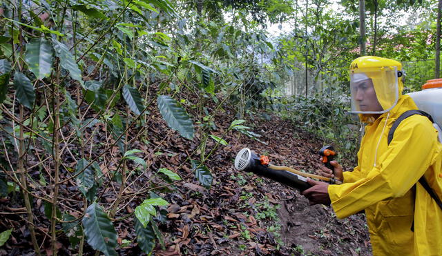 Más de 40 mil productores de cacao y café fueron capacitados en manejo de plagas