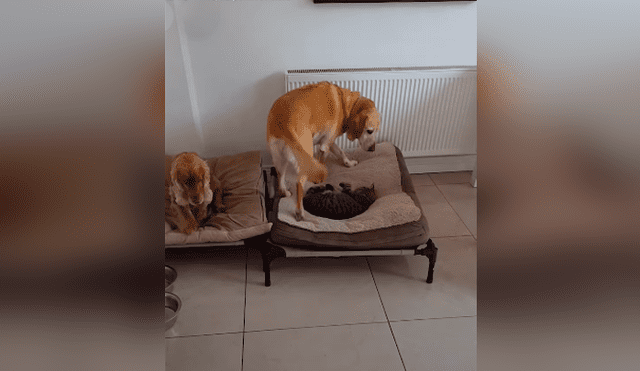 Desliza las imágenes para conocer la actitud de un enorme perro para recuperar su cama que fue robada por un gato.