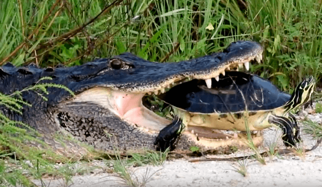Hambriento cocodrilo intenta morder caparazón de tortuga viva, pero termina ‘humillado’ [VIDEO] 