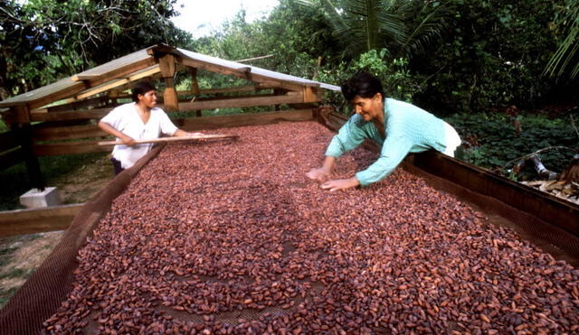 Cacao del Vraem genera interés a los empresarios extranjeros.