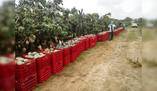 Positiva producción de frutas.